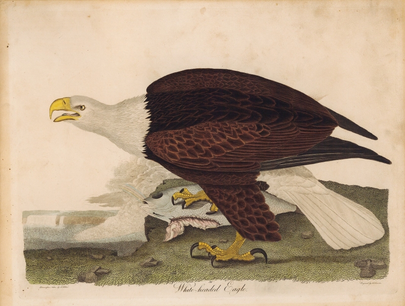 White-headed Eagle.